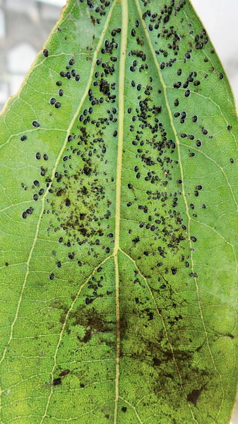 园林植物夏季主要病虫害及防控方法