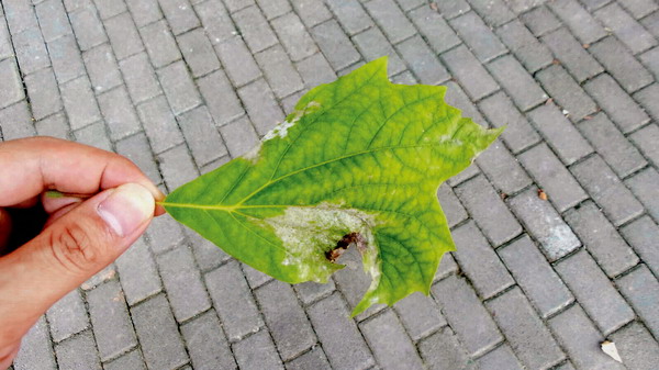 农业技术 69 园林植物夏季主要病虫害及防控方法 该病为非侵染性