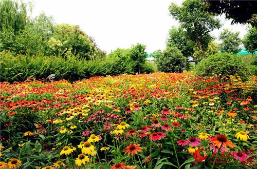 郑州公园宿根花卉花开正好 重庆风景园林网 重庆市