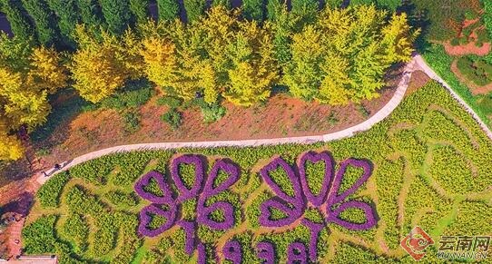 昆明植物园 25日免费开放