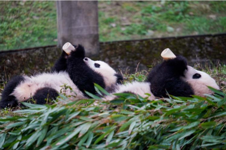 标题：重庆动物园大熊猫双胞胎宝宝征名揭晓时间：2023-3-17