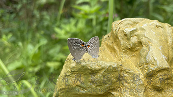 标题：重庆市风景园林科学研究院关于曲纹紫灰蝶的防治建议时间：2023-8-25