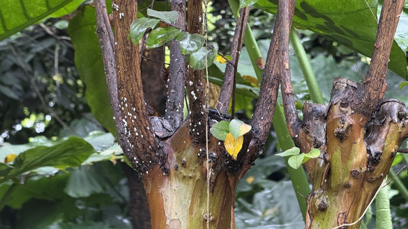 ⣺з羰԰ֿѧоԺޱķνʱ䣺2025-11-7