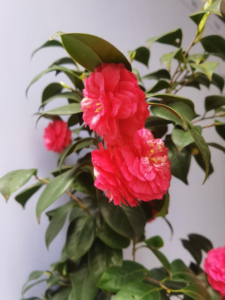 图片 1.jpg 图片 1.jpg