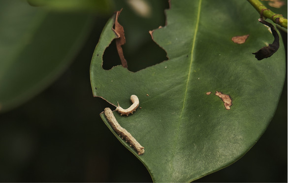 图片11.jpg 图片11.jpg