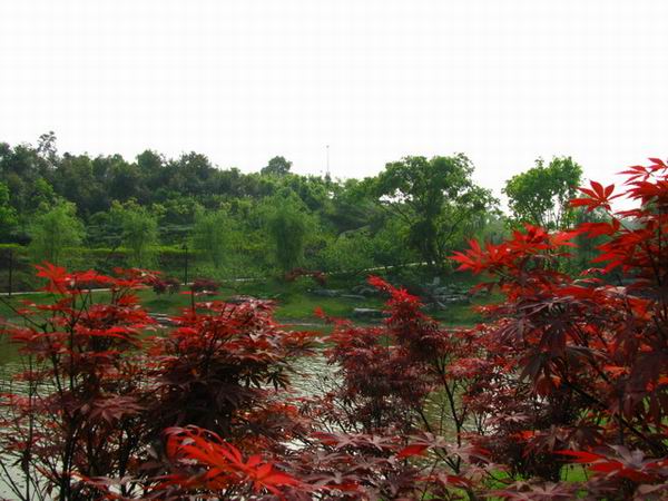 重庆大学虎溪校区--重庆风景园林网 重庆市风景